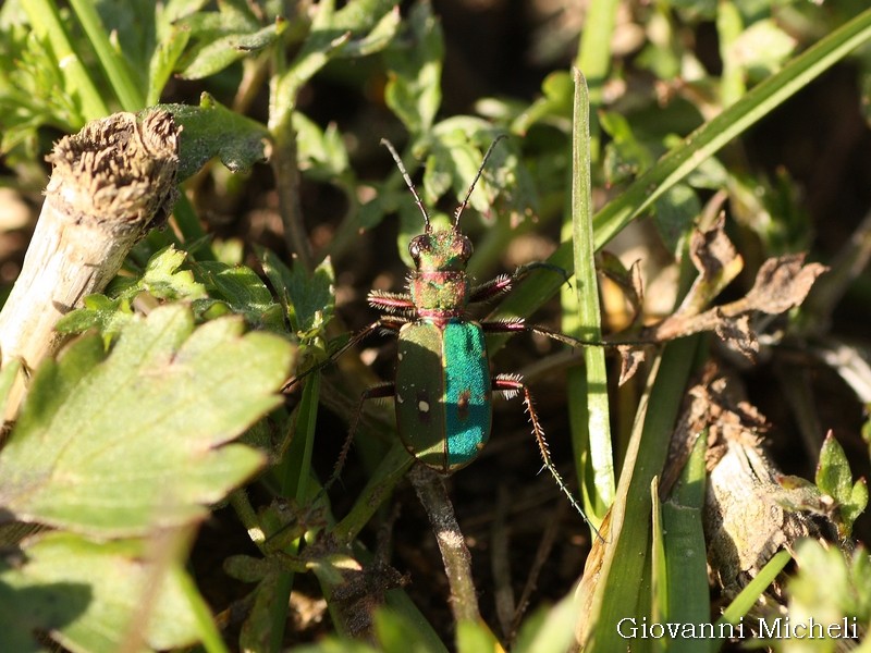 Cicindela campestris... bicolore